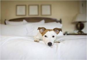 dog-in-hotel-bed